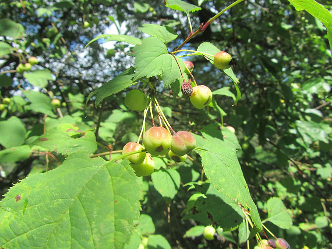 IMG_2203 (Populus tremuloides).jpg