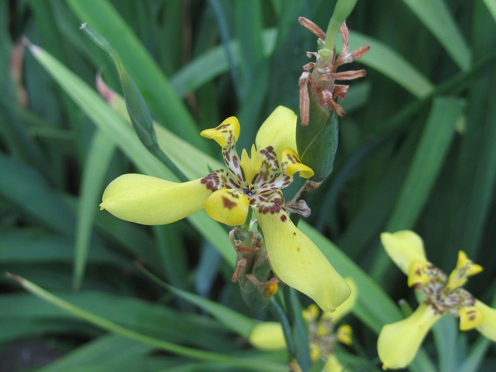 Trimezia longifolia