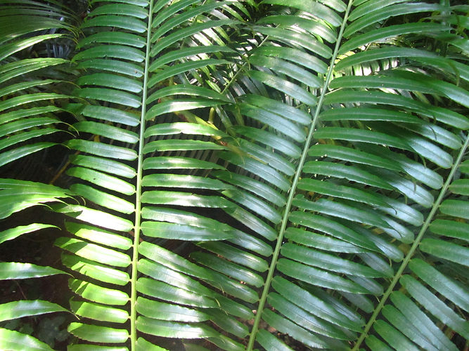 IMG_2203 (Populus tremuloides).jpg