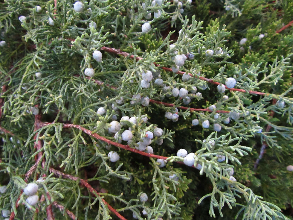 Juniperus scopulorum 'Wichita Blue'