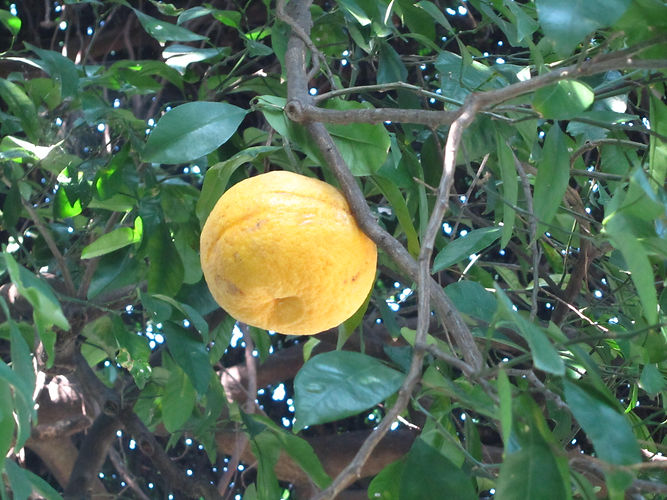 IMG_2203 (Populus tremuloides).jpg