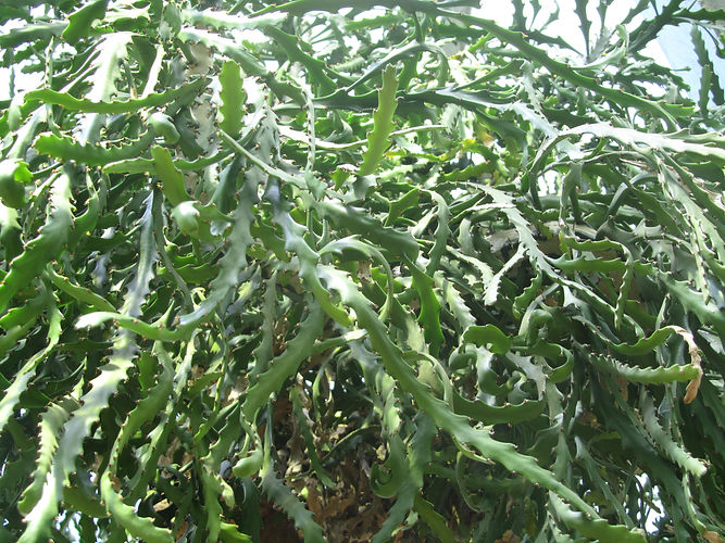IMG_2203 (Populus tremuloides).jpg