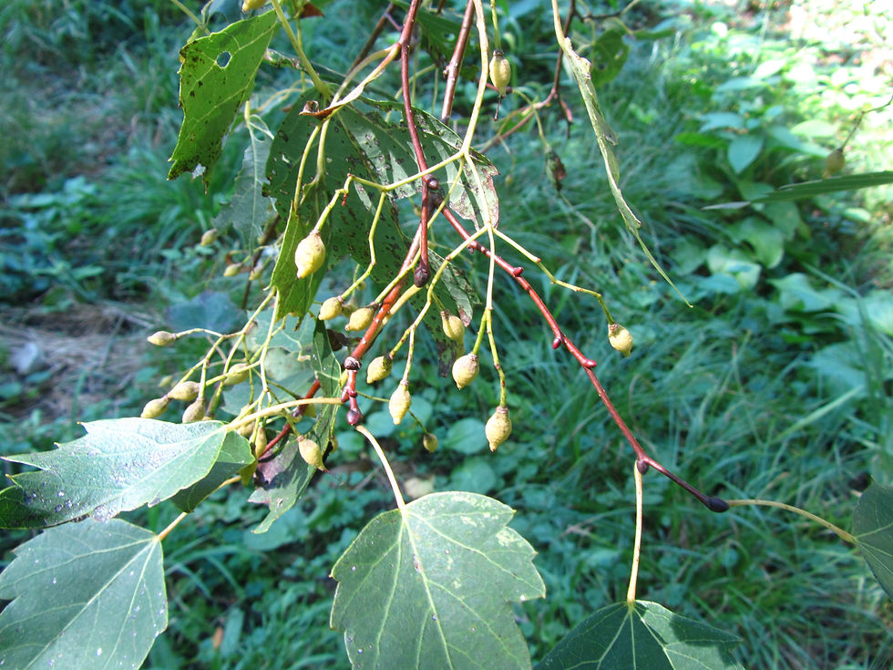 Tilia mongolica
