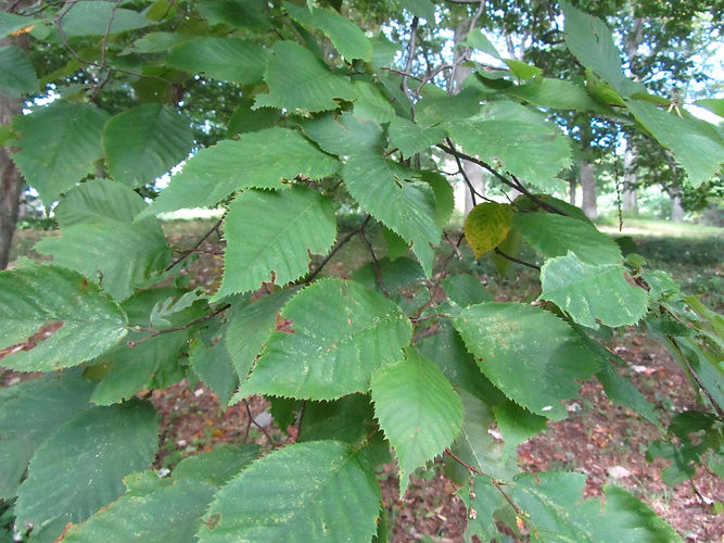IMG_2203 (Populus tremuloides).jpg