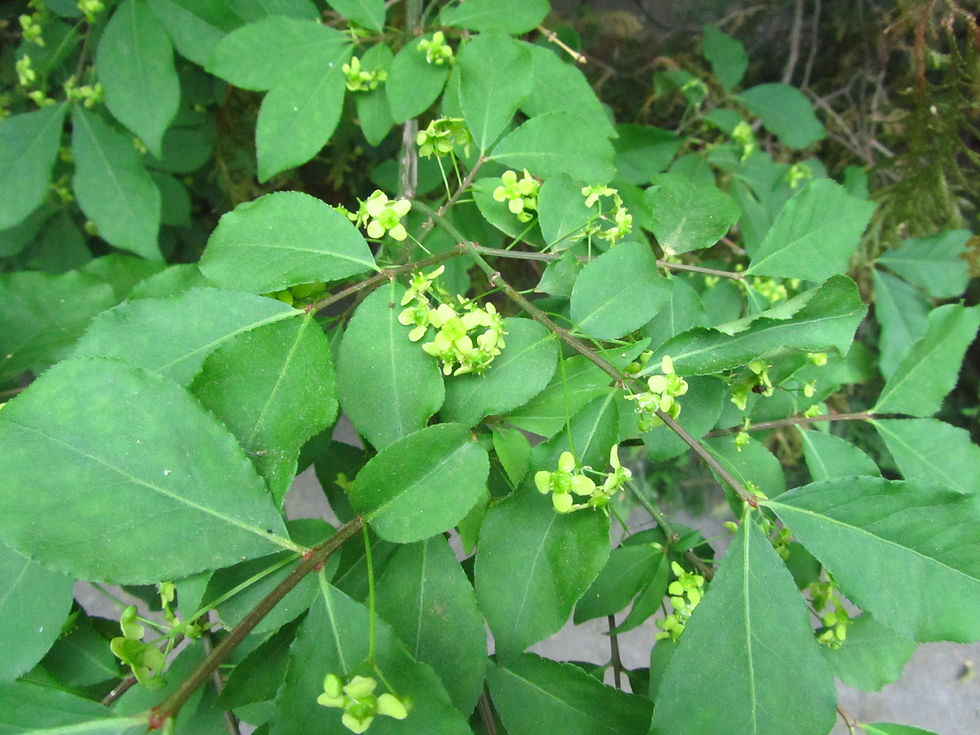 Euonymus alatus