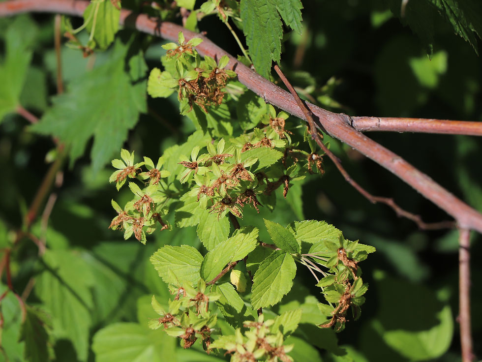 Neviusia alabamensis