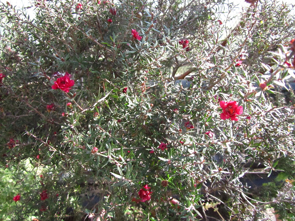 Leptospermum scoparium