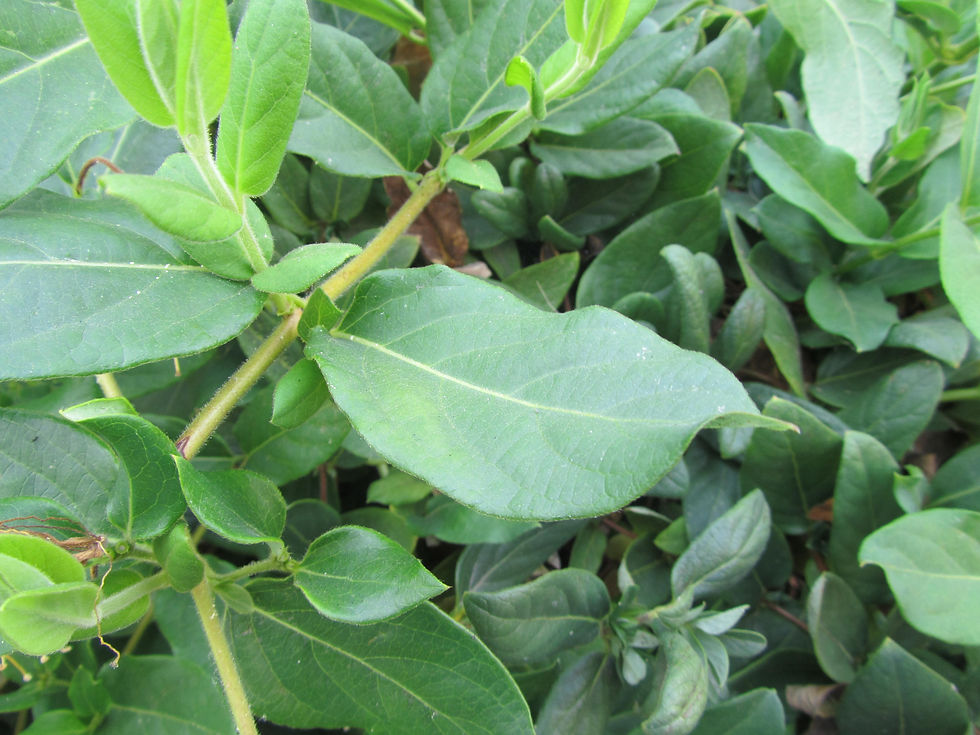 Lonicera japonica
