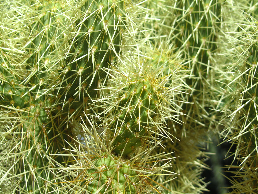 Cylindropuntia bigelovii