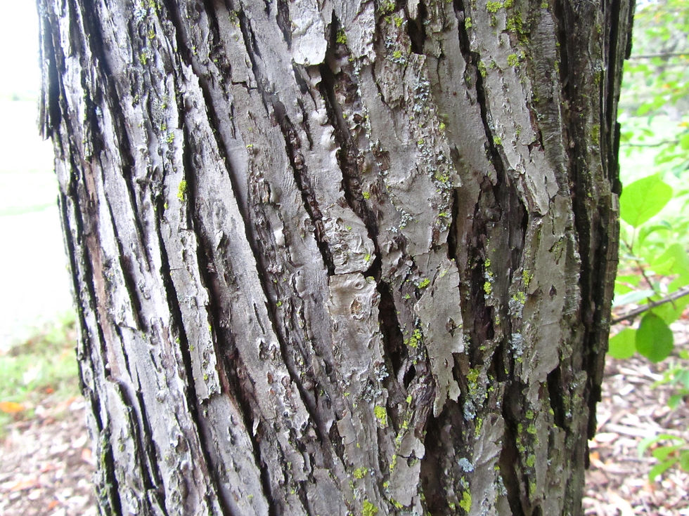 Malus baccata