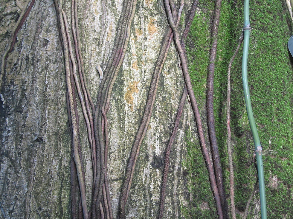 Ceiba pentandra