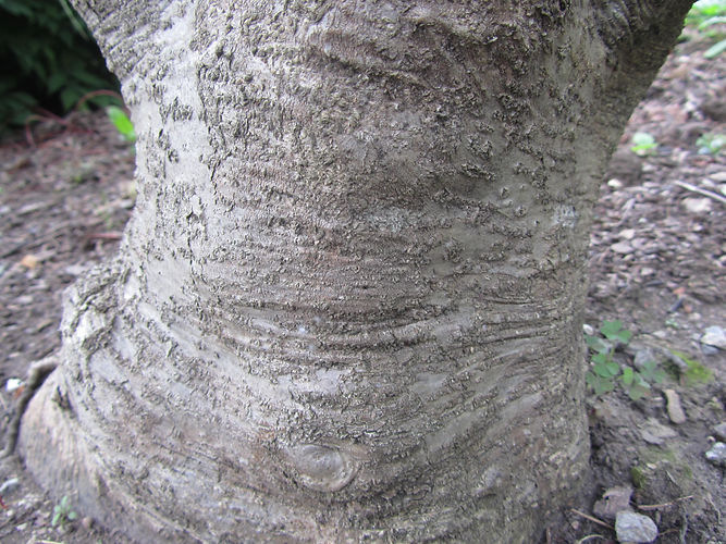IMG_2203 (Populus tremuloides).jpg