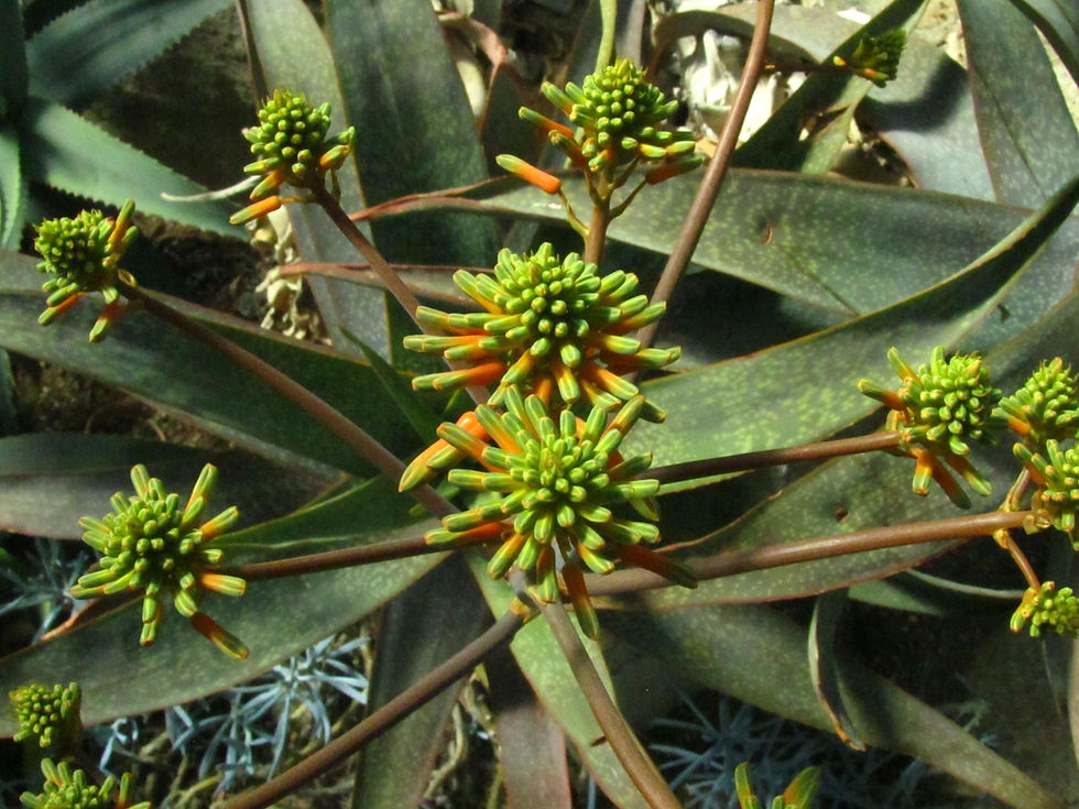 Aloe buhrii