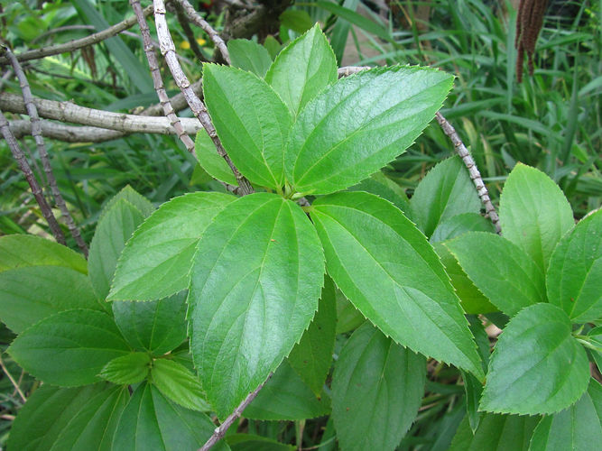 IMG_2203 (Populus tremuloides).jpg