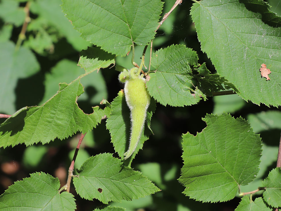 Corylus cornuta ssp. cornuta