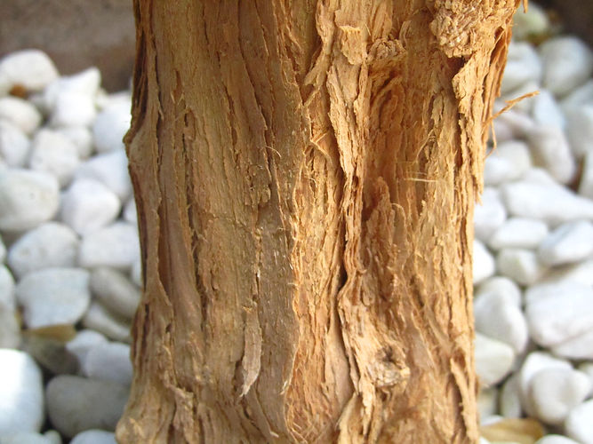 IMG_2203 (Populus tremuloides).jpg