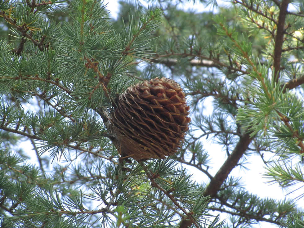 Cedrus libani