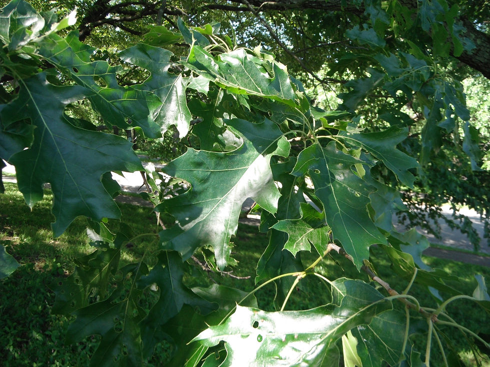 Quercus velutina