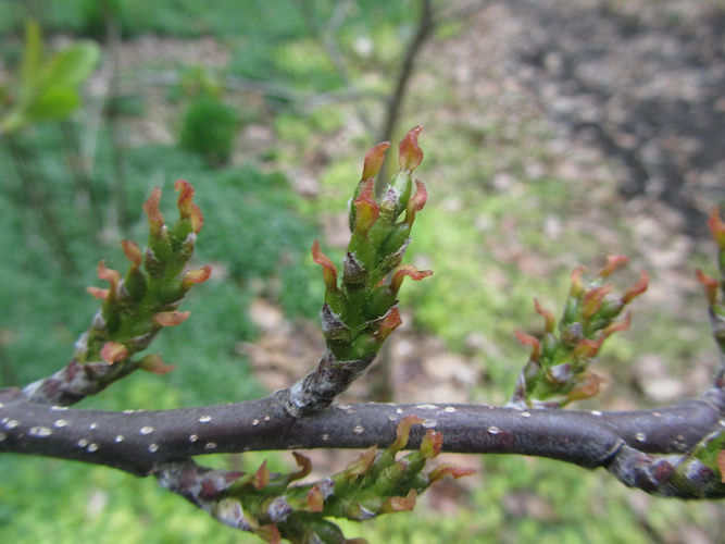 IMG_2203 (Populus tremuloides).jpg