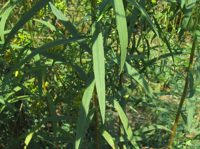 IMG_2203 (Populus tremuloides).jpg