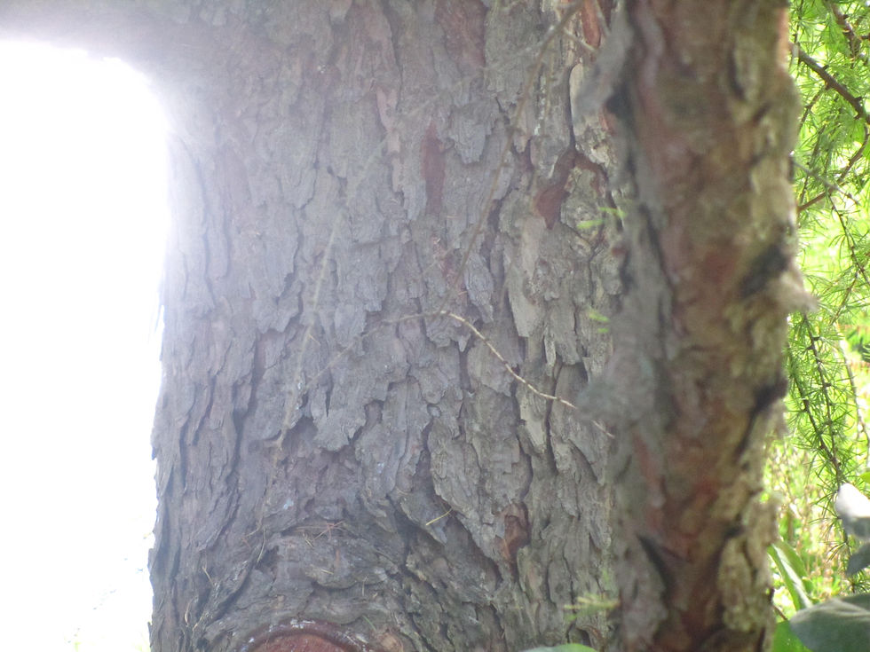 Larix gmelinii var. olgensis