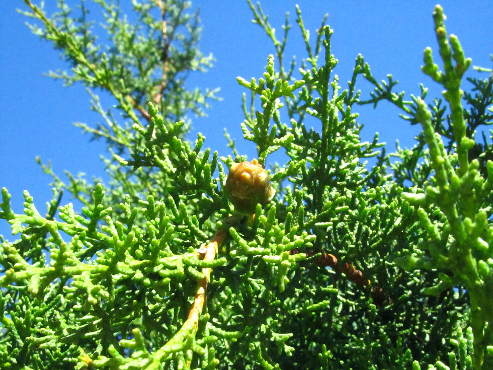 Hesperocyparis goveniana