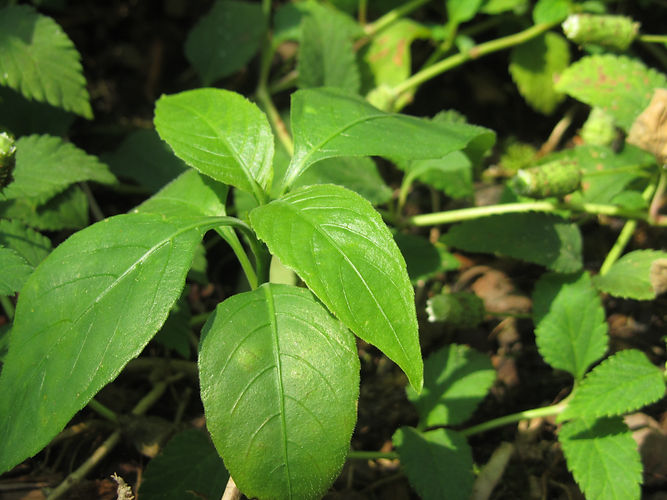 IMG_2203 (Populus tremuloides).jpg