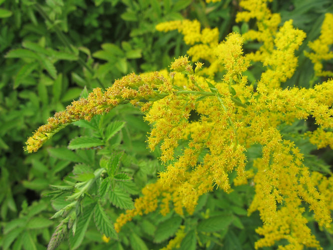 IMG_2203 (Populus tremuloides).jpg