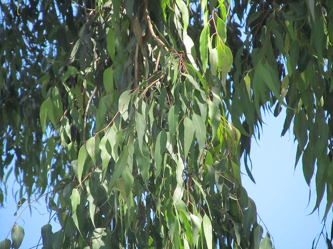 IMG_2203 (Populus tremuloides).jpg