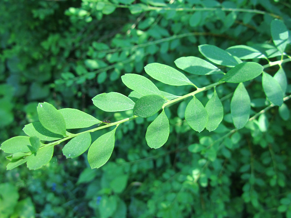 Spiraea wilsonii