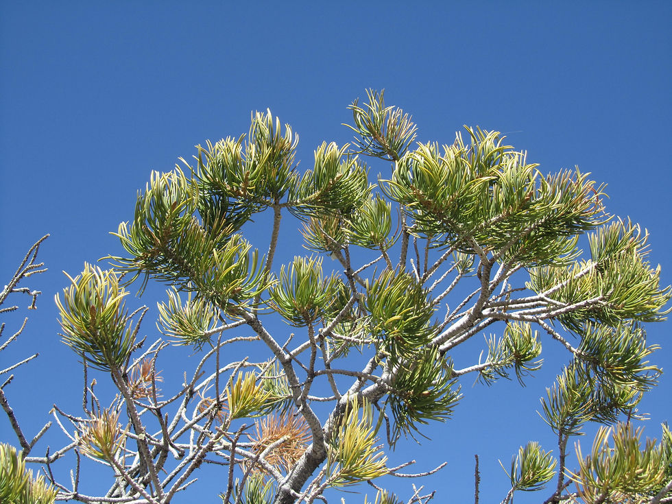 Pinus edulis
