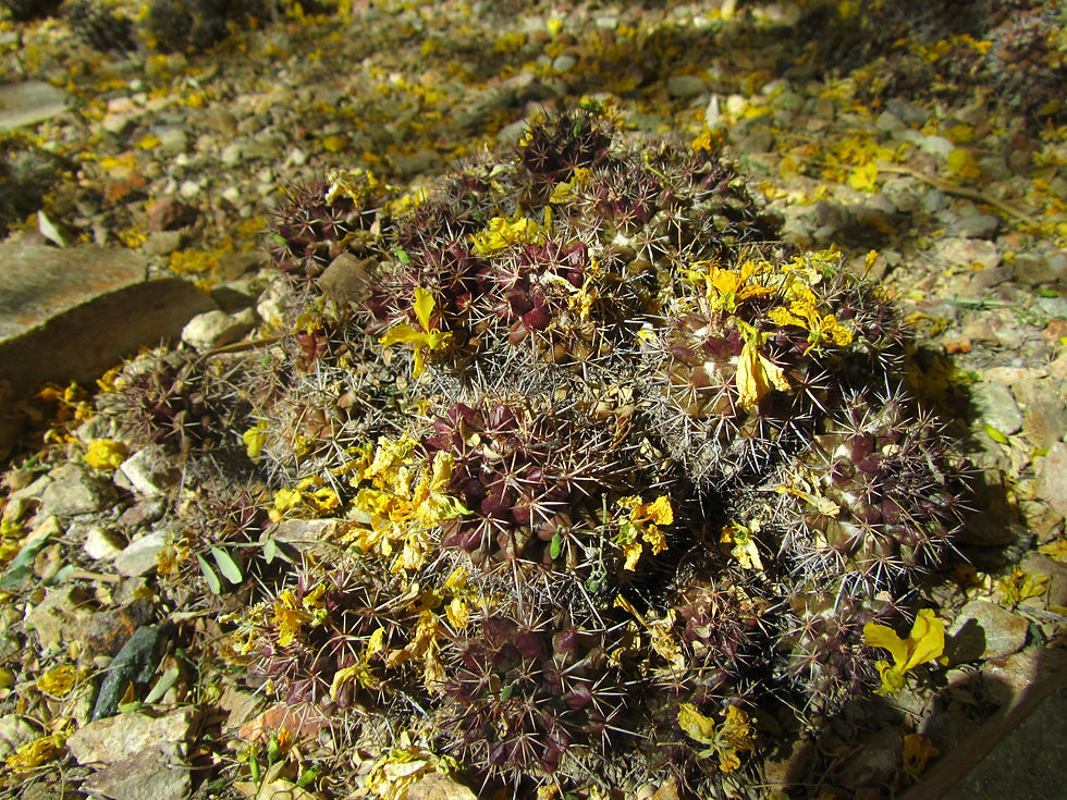 Mammillaria karwinskiana ssp. collinsii