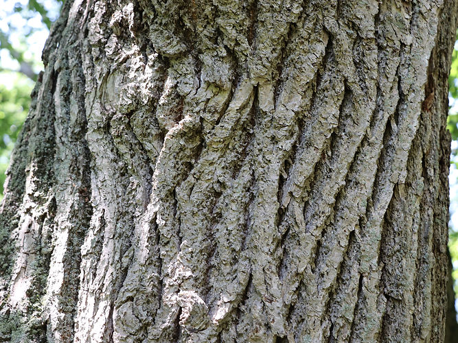 IMG_2203 (Populus tremuloides).jpg