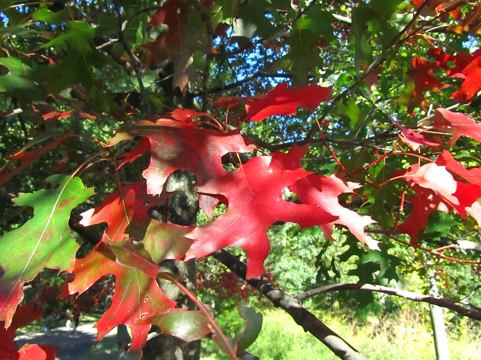 Quercus coccinea