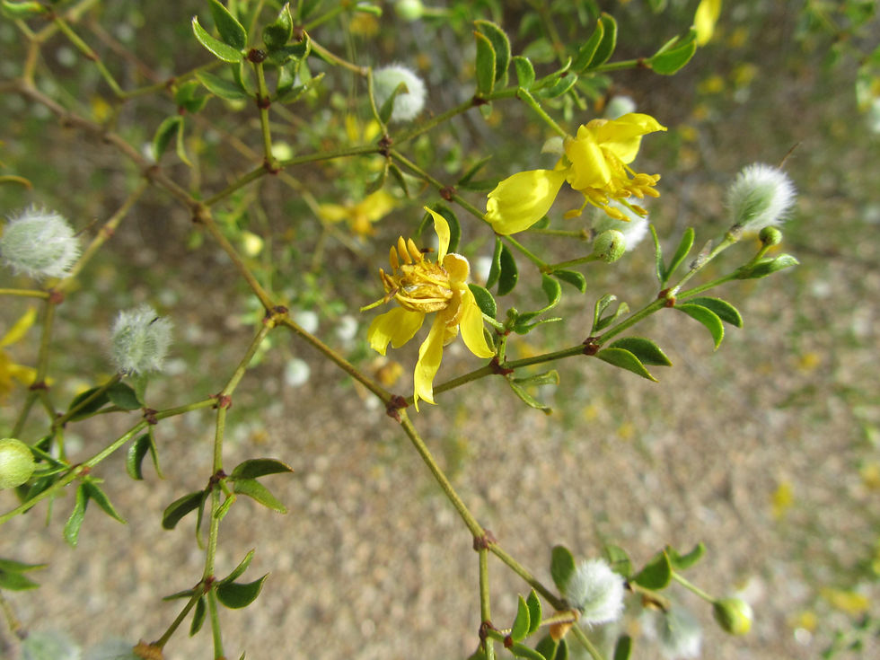 Larrea tridentata