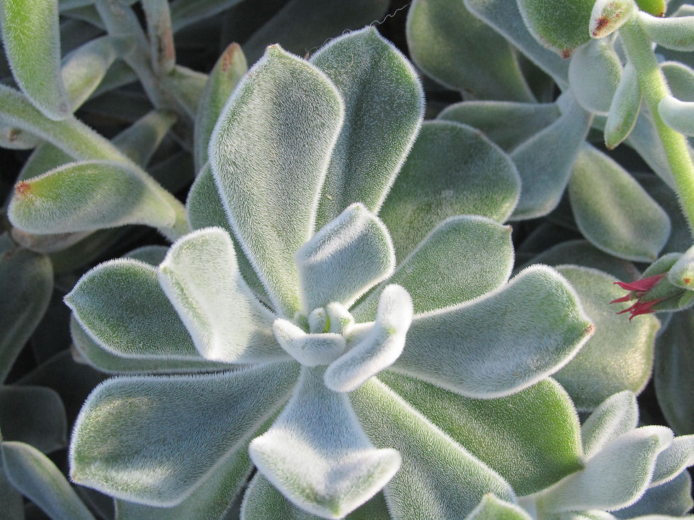 Echeveria leucotricha