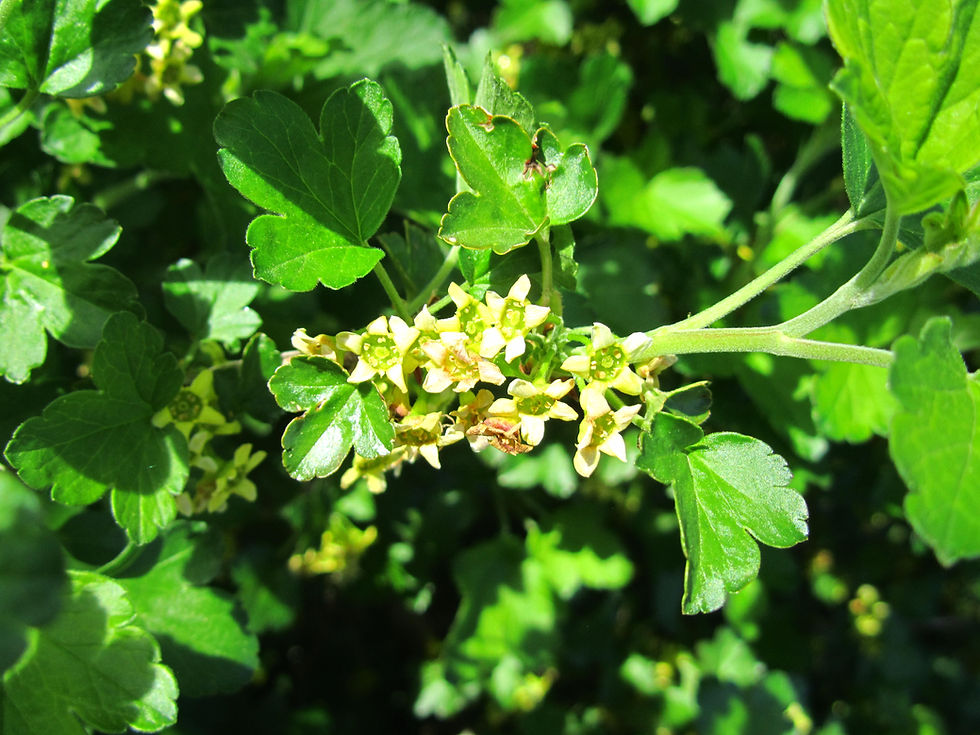 Ribes fasciculatum var. chinensis