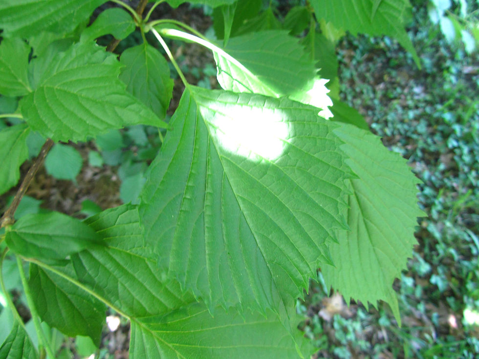 Euptelea polyandra