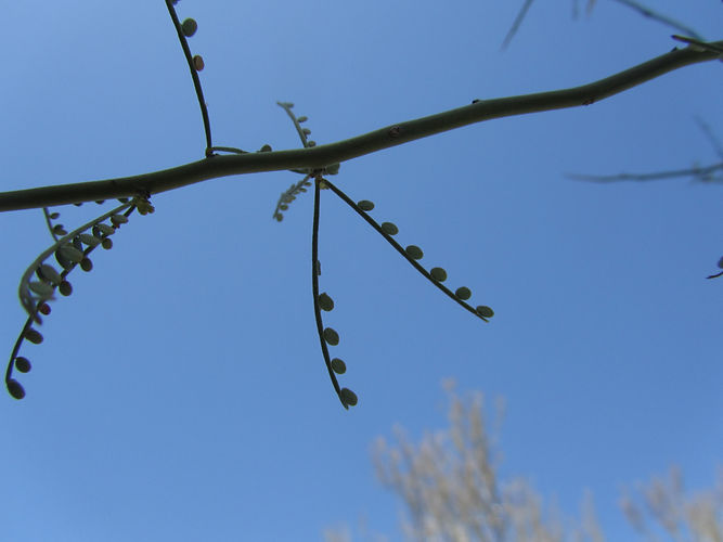 IMG_2203 (Populus tremuloides).jpg
