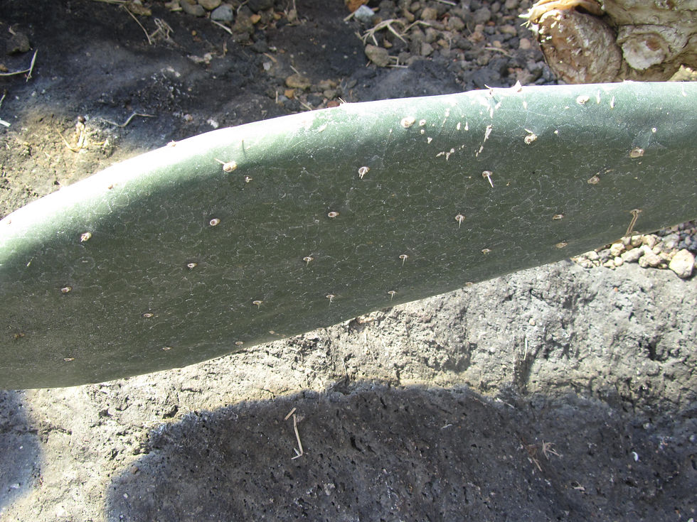 Opuntia ficus-indica