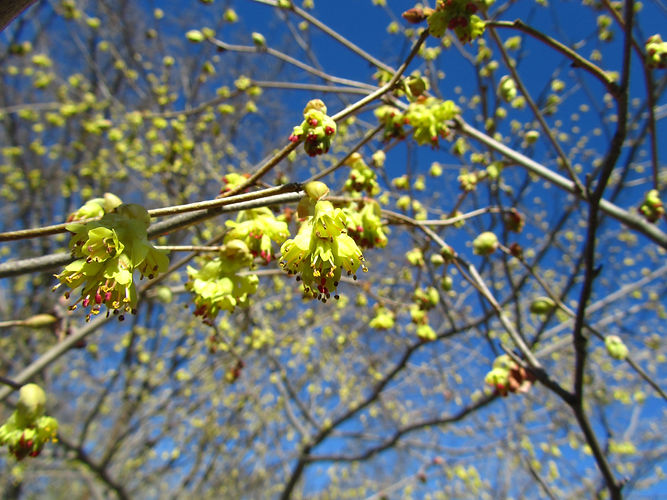 IMG_2203 (Populus tremuloides).jpg