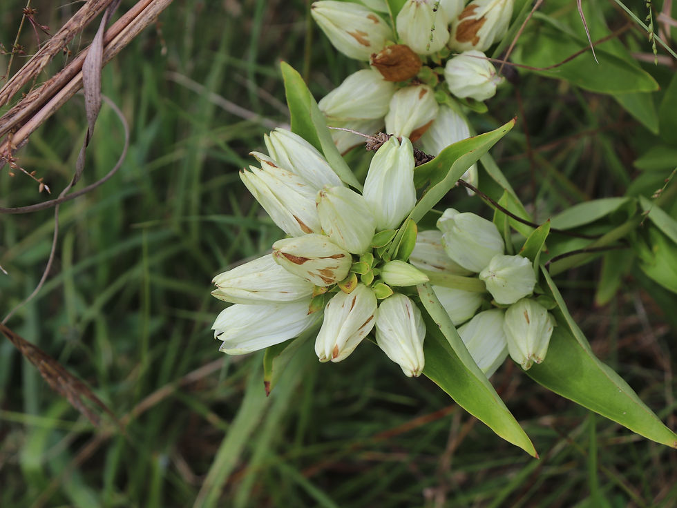 Gentiana alba