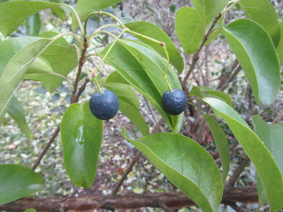 Chionanthus retusus