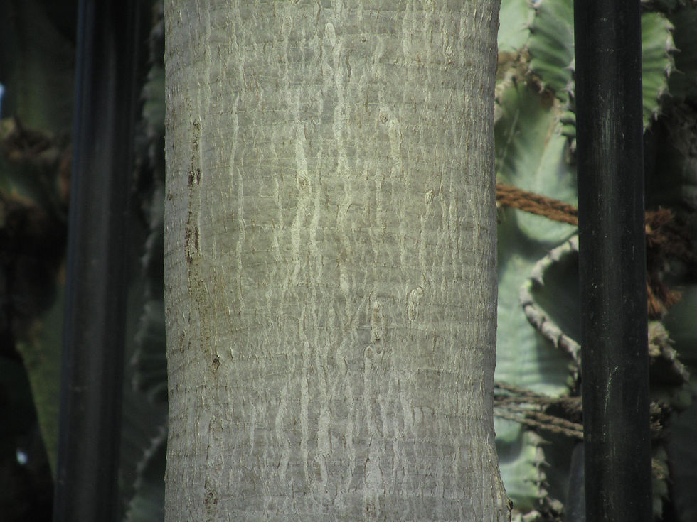 Dracaena draco