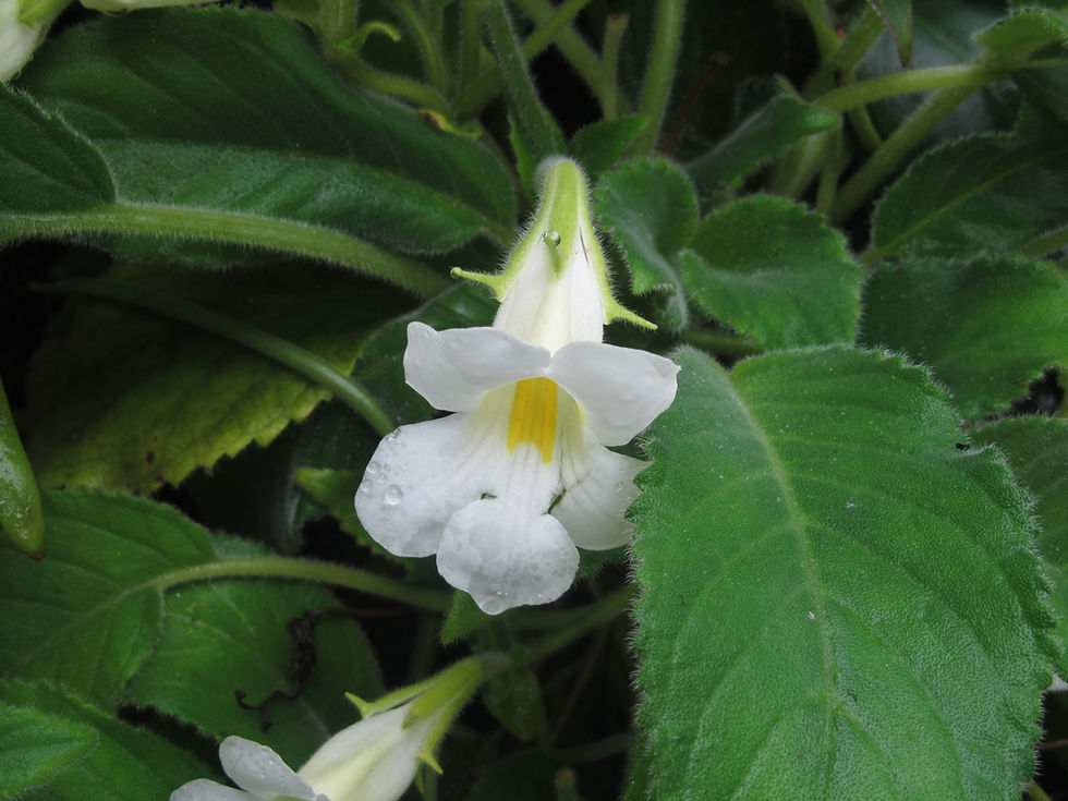 Henckelia ceratoscyphus