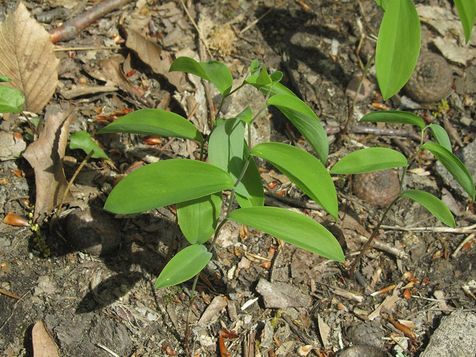 IMG_2203 (Populus tremuloides).jpg