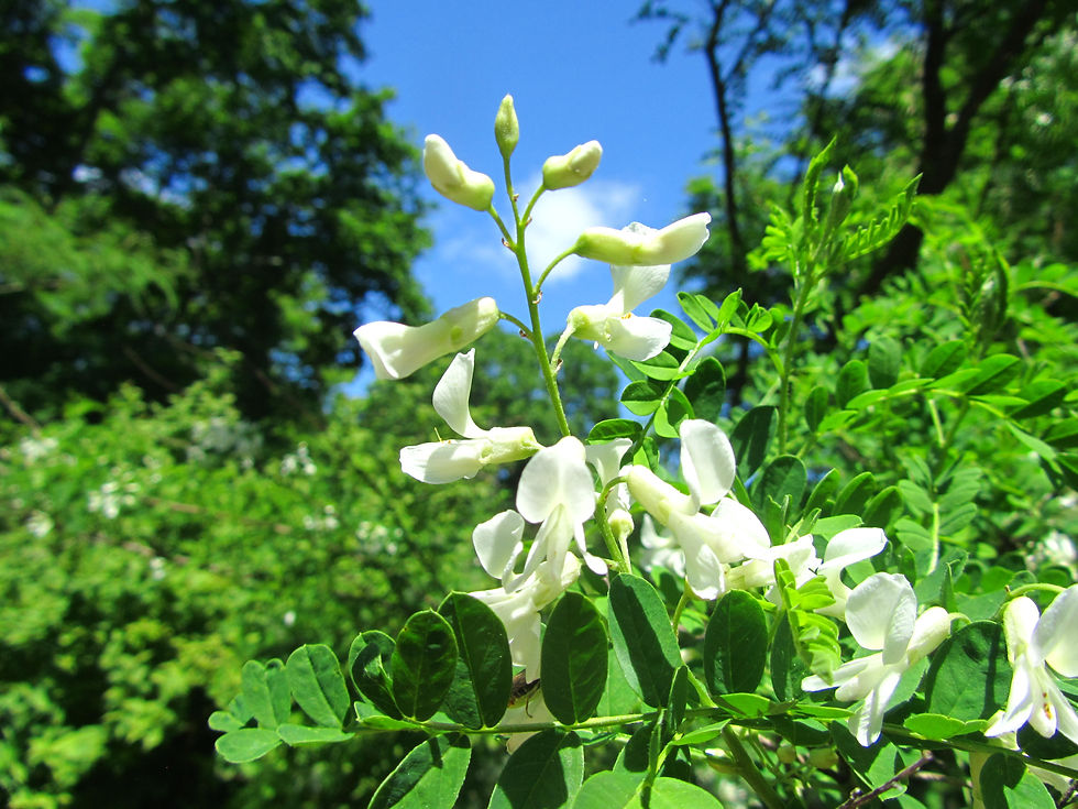 Sophora davidii