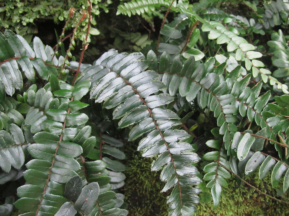 Polystichum lepidocaulon