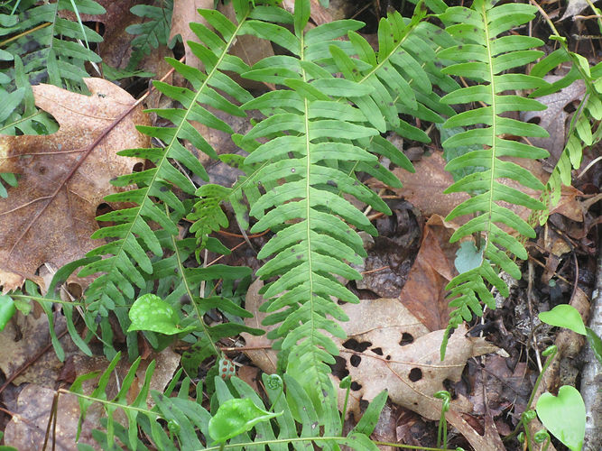 IMG_2203 (Populus tremuloides).jpg