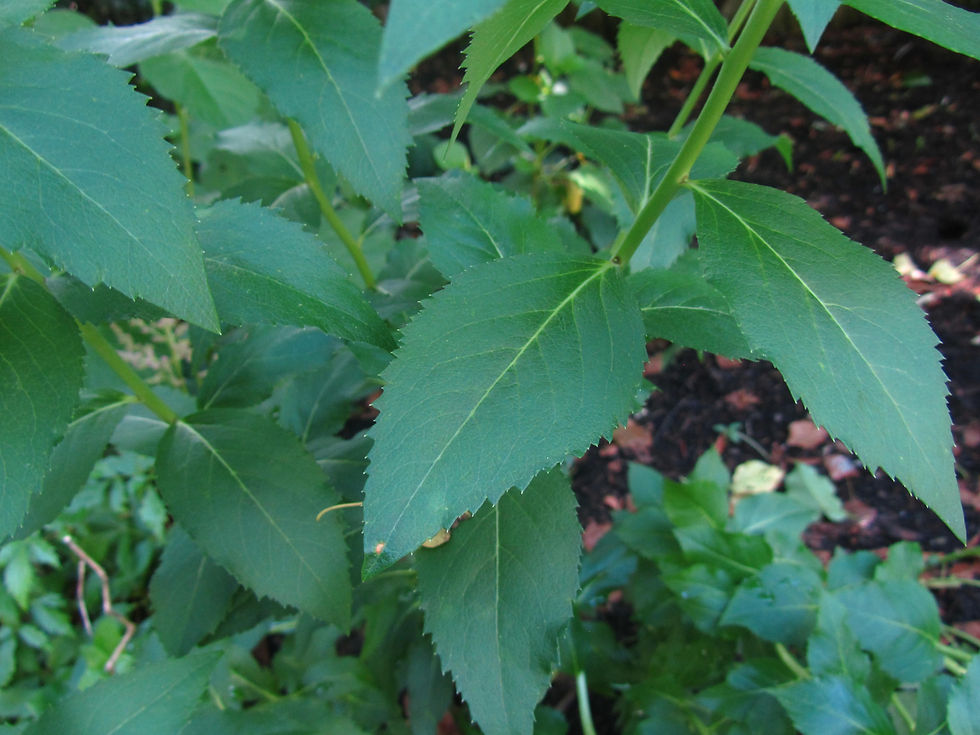 Platycodon grandiflorus